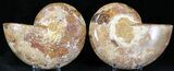 Sliced Phylloceras Ammonite From Madagascar - #23157-1